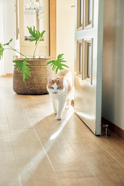 【大人のひとり暮らし】郊外に越して、老後の貯蓄に。2匹の猫と暮らす。イラストレーター柿崎こうこさん（サムネイル画像4）