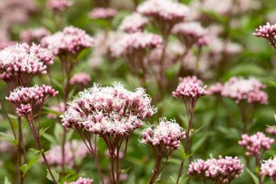 秋の風情を感じさせる多年草［8選］植えっぱなしで楽しめる（サムネイル画像9）