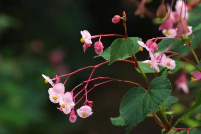 秋の風情を感じさせる多年草［8選］植えっぱなしで楽しめる（サムネイル画像8）