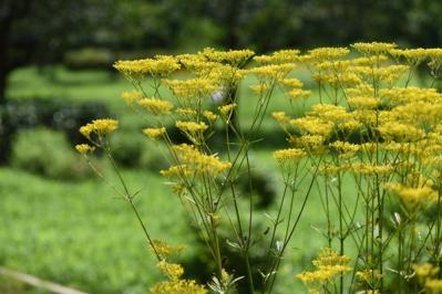 秋の風情を感じさせる多年草［8選］植えっぱなしで楽しめる（サムネイル画像5）