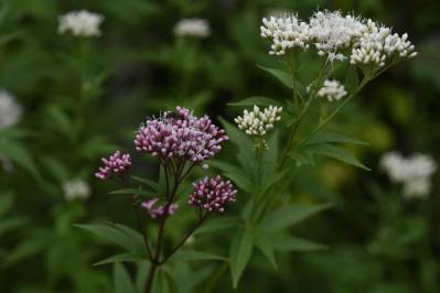 秋の風情を感じさせる多年草［8選］植えっぱなしで楽しめる（サムネイル画像10）