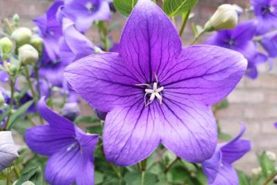 秋の風情を感じさせる多年草［8選］植えっぱなしで楽しめる（サムネイル画像2）