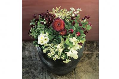 春まで長く花を楽しめる！「アネモネ＆ラナンキュラス」の寄せ植え 【ガーデニング】