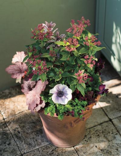 数年植えっぱなしでOK！「宿根草・常緑樹」のロングライフ寄せ植え【ガーデニング】（サムネイル画像2）