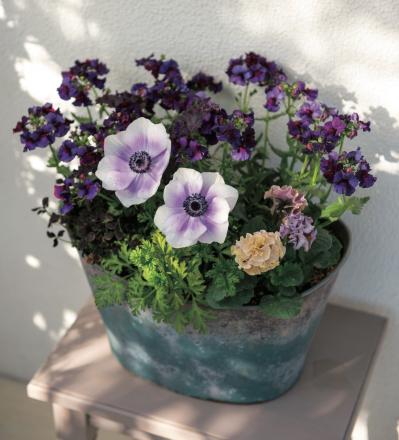 ニュアンスカラーの花を春まで楽しむ「アネモネ＆パンジー・ビオラ」の寄せ植え【ガーデニング】（サムネイル画像4）
