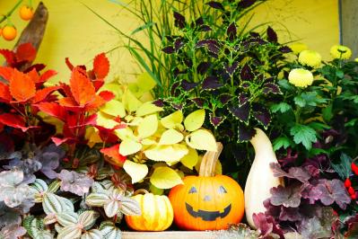 【ハロウィン特集】秋の草花と観賞用カボチャで玄関を彩る簡単ガーデニング