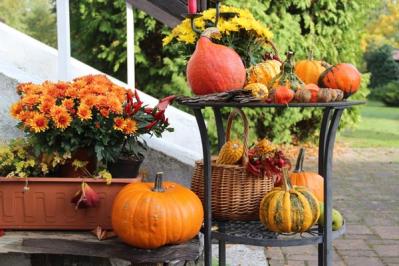 【ハロウィン特集】秋の草花と観賞用カボチャで玄関を彩る簡単ガーデニング（サムネイル画像4）