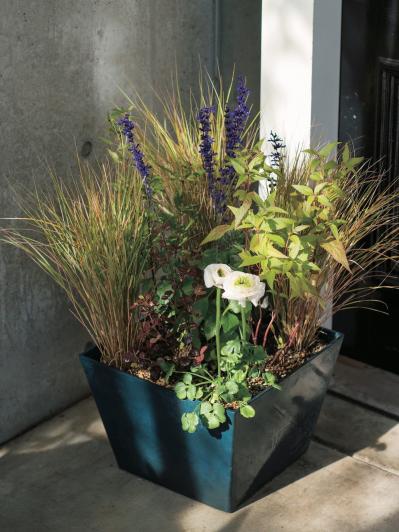 草姿と花で一年中楽しめる！「宿根草」のロングライフ寄せ植え【ガーデニング】（サムネイル画像5）