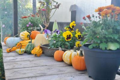 【ハロウィン特集】秋の草花と観賞用カボチャで玄関を彩る簡単ガーデニング（サムネイル画像3）