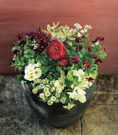春まで長く花を楽しめる！「アネモネ＆ラナンキュラス」の寄せ植え 【ガーデニング】（サムネイル画像5）