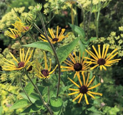 数年植えっぱなしでOK！「宿根草・常緑樹」のロングライフ寄せ植え【ガーデニング】（サムネイル画像7）