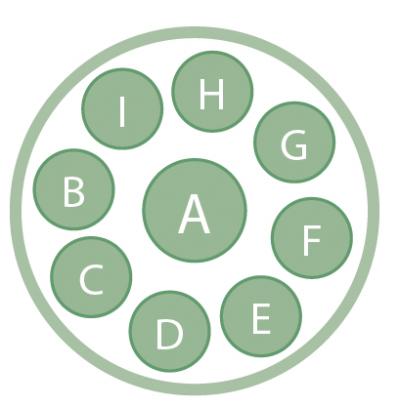 春まで長く花を楽しめる！「アネモネ＆ラナンキュラス」の寄せ植え 【ガーデニング】（サムネイル画像6）