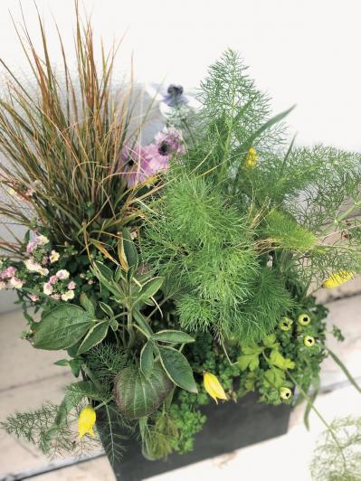 数年植えっぱなしでOK！「宿根草・常緑樹」のロングライフ寄せ植え【ガーデニング】（サムネイル画像6）