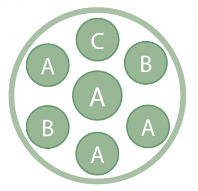 春まで長く花を楽しめる！「アネモネ＆ラナンキュラス」の寄せ植え 【ガーデニング】（サムネイル画像4）