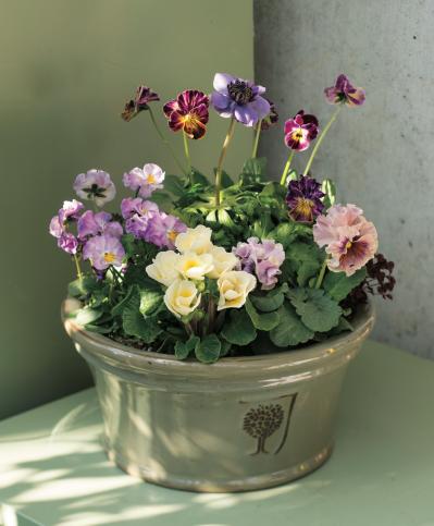 ニュアンスカラーの花を春まで楽しむ「アネモネ＆パンジー・ビオラ」の寄せ植え【ガーデニング】（サムネイル画像2）