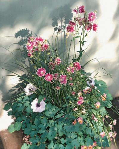 草姿と花で一年中楽しめる！「宿根草」のロングライフ寄せ植え【ガーデニング】（サムネイル画像4）