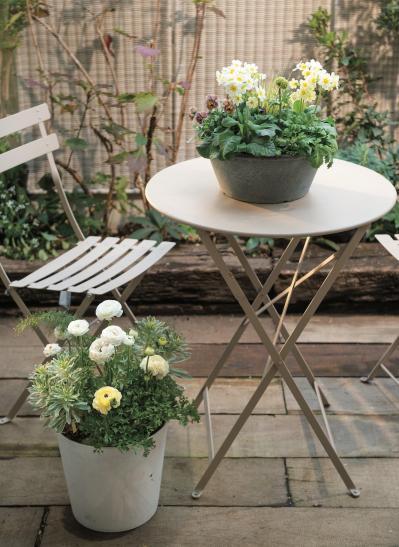 春まで長く花を楽しめる！「アネモネ＆ラナンキュラス」の寄せ植え 【ガーデニング】（サムネイル画像2）