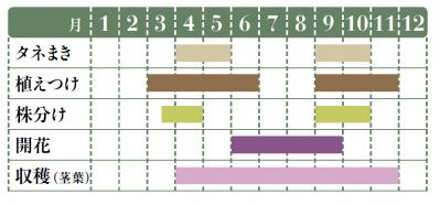 【ガーデニング】育てて楽しい多年草ハーブ【オレガノ】の栽培方法と活用アイデア2選（サムネイル画像2）