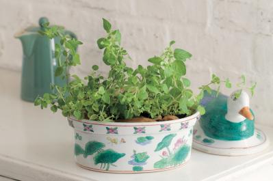 【ガーデニング】育てて楽しい多年草ハーブ【オレガノ】の栽培方法と活用アイデア2選