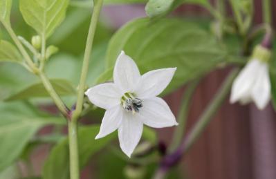 【ガーデニング】料理はもちろんクラフトに使っても楽しいハーブ【トウガラシ】の栽培方法と活用アイデア3選（サムネイル画像5）