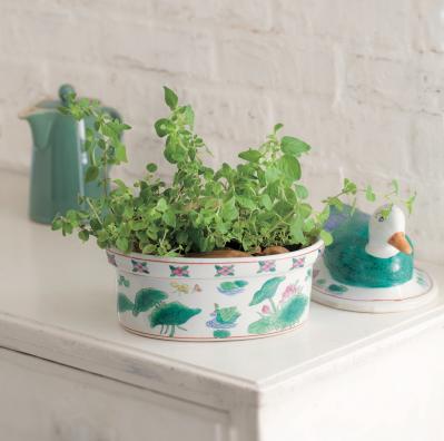 【ガーデニング】育てて楽しい多年草ハーブ【オレガノ】の栽培方法と活用アイデア2選（サムネイル画像4）