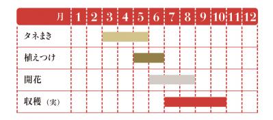 【ガーデニング】料理はもちろんクラフトに使っても楽しいハーブ【トウガラシ】の栽培方法と活用アイデア3選（サムネイル画像2）