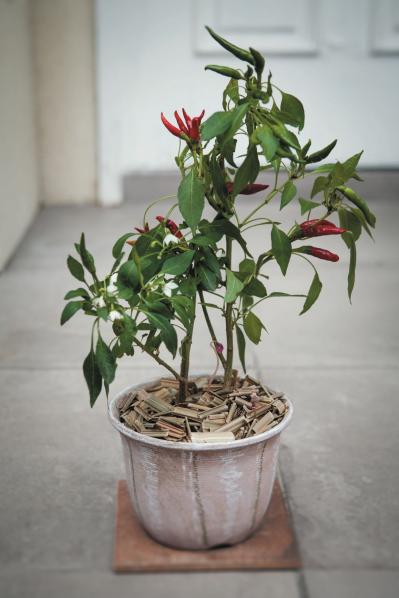 【ガーデニング】料理はもちろんクラフトに使っても楽しいハーブ【トウガラシ】の栽培方法と活用アイデア3選（サムネイル画像4）