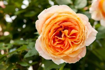 秋バラの魅力を徹底解説！見頃の時期やおすすめ品種、じっくり鑑賞するコツ（サムネイル画像3）