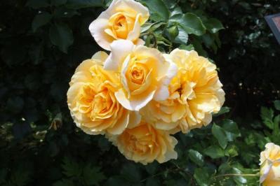 秋バラの魅力を徹底解説！見頃の時期やおすすめ品種、じっくり鑑賞するコツ（サムネイル画像4）