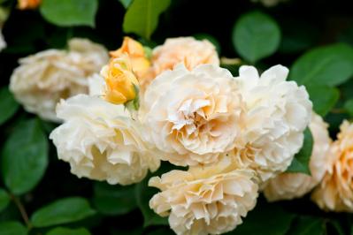 秋バラの魅力を徹底解説！見頃の時期やおすすめ品種、じっくり鑑賞するコツ