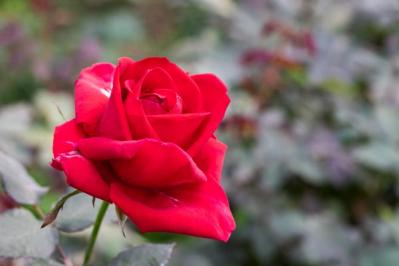 秋バラの魅力を徹底解説！見頃の時期やおすすめ品種、じっくり鑑賞するコツ（サムネイル画像6）