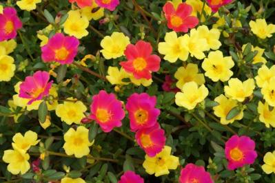 初心者必見！パンジーとビオラの違いとは？似ている花の育て方ガイド（サムネイル画像13）