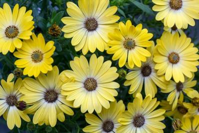 初心者必見！パンジーとビオラの違いとは？似ている花の育て方ガイド（サムネイル画像6）