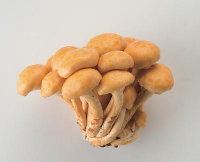 旬を味わう【きのこの主食＆汁物】ほっこり和食2選「なめこと油揚げの炊き込みご飯」「沢煮椀」（サムネイル画像3）