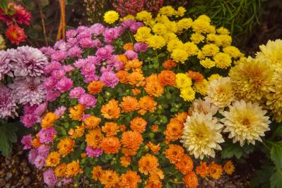 初心者必見！パンジーとビオラの違いとは？似ている花の育て方ガイド（サムネイル画像4）