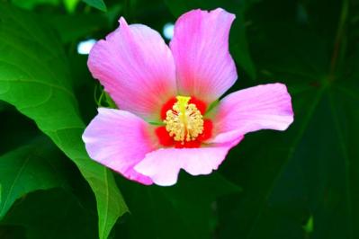 初心者必見！パンジーとビオラの違いとは？似ている花の育て方ガイド（サムネイル画像10）