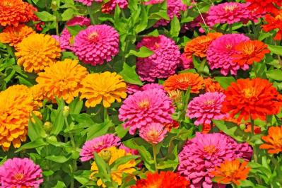 初心者必見！パンジーとビオラの違いとは？似ている花の育て方ガイド（サムネイル画像3）