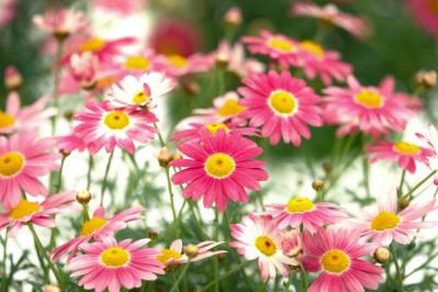 初心者必見！パンジーとビオラの違いとは？似ている花の育て方ガイド（サムネイル画像7）