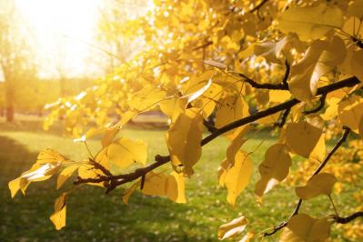 【遺族年金】「夫に先立たれたら、年金はどうなるか知っていますか？」井戸美枝さんがアドバイス