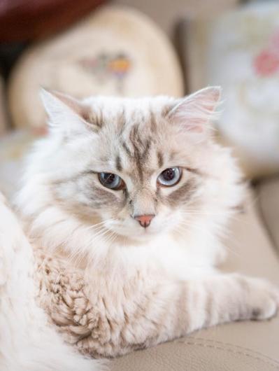 91歳　樋口恵子さんの課題。「ピンピンコロリは理想的ですが、現実はそう簡単にはいきません」（サムネイル画像2）