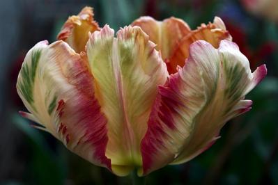 チューリップの魅力満載！長くかわいく咲かせる植え方をアドバイス【ガーデニング】（サムネイル画像11）