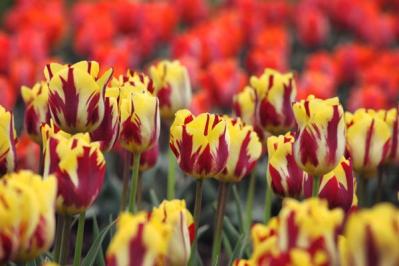 チューリップの魅力満載！長くかわいく咲かせる植え方をアドバイス【ガーデニング】（サムネイル画像10）