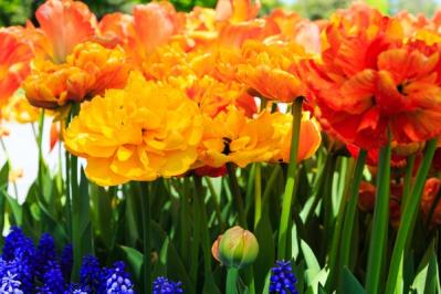 チューリップの魅力満載！長くかわいく咲かせる植え方をアドバイス【ガーデニング】（サムネイル画像7）