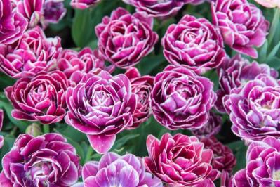 チューリップの魅力満載！長くかわいく咲かせる植え方をアドバイス【ガーデニング】（サムネイル画像4）