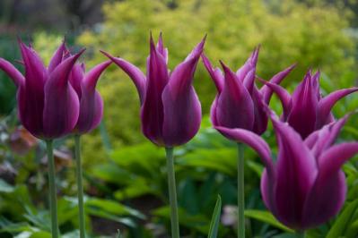 チューリップの魅力満載！長くかわいく咲かせる植え方をアドバイス【ガーデニング】（サムネイル画像8）