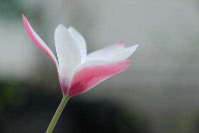 チューリップの魅力満載！長くかわいく咲かせる植え方をアドバイス【ガーデニング】（サムネイル画像14）