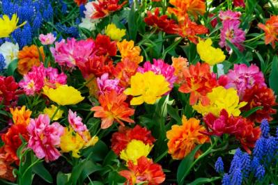 チューリップの魅力満載！長くかわいく咲かせる植え方をアドバイス【ガーデニング】（サムネイル画像2）