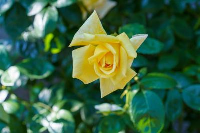 【ガーデニング】秋バラの美しい咲かせ方　花を長く楽しむコツは？（サムネイル画像6）