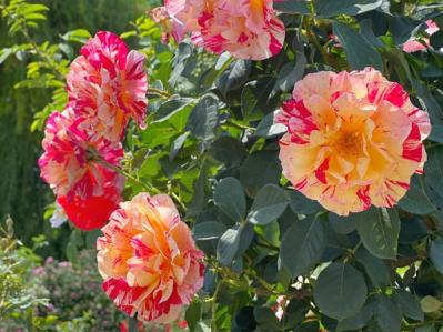 【ガーデニング】秋バラの美しい咲かせ方　花を長く楽しむコツは？（サムネイル画像4）