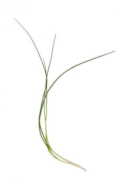 【ガーデニング】愛らしい花で人気の多年草ハーブ【チャイブ】の栽培方法と活用アイデア4選（サムネイル画像3）